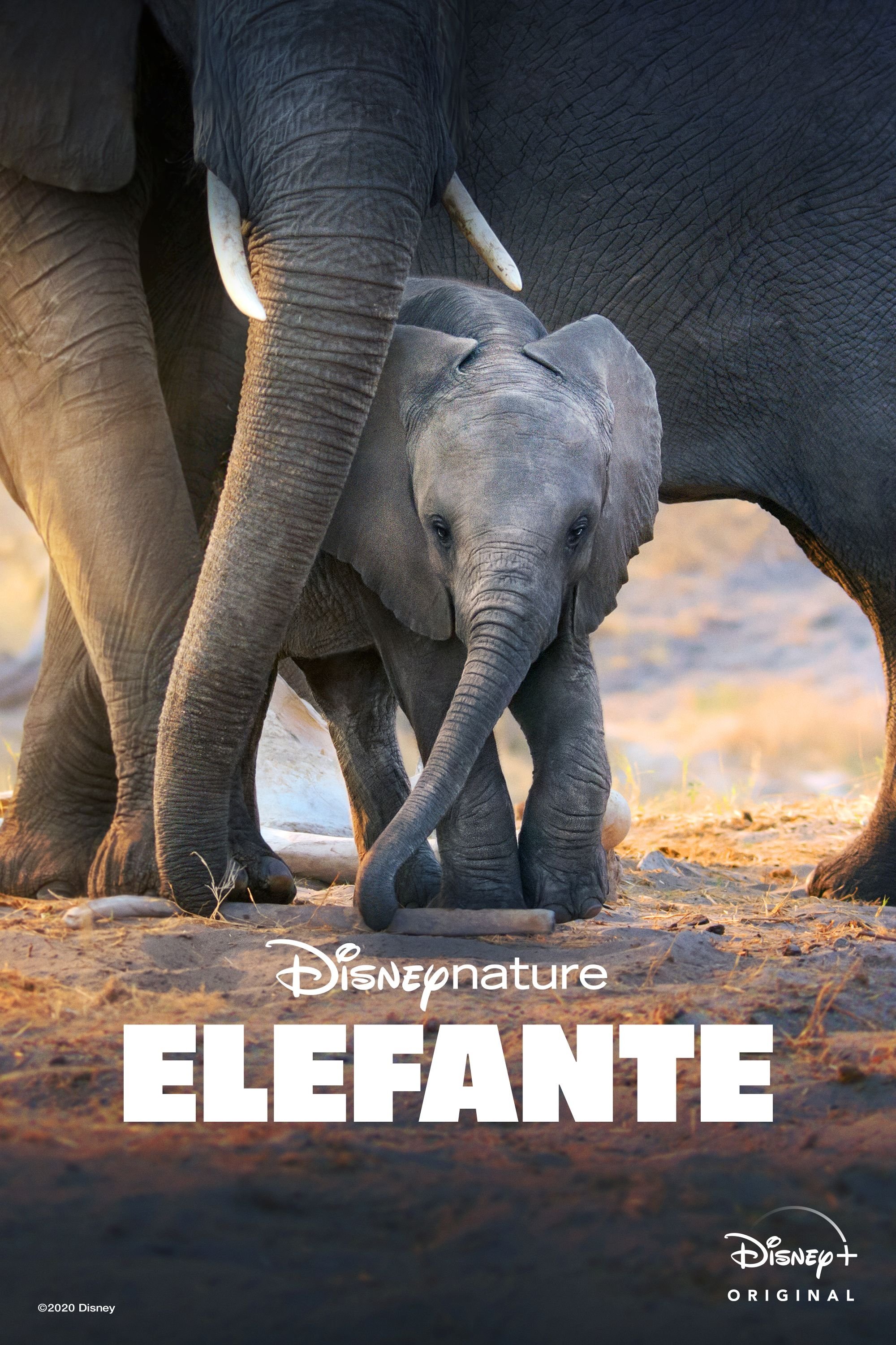 Elefante - 2020