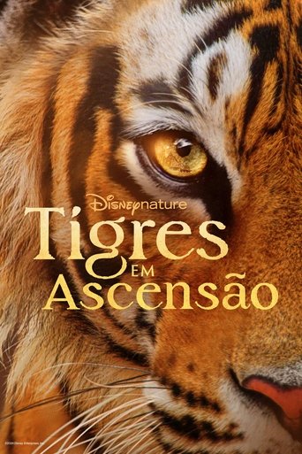 Tigres em Ascensao - 2024 (L)