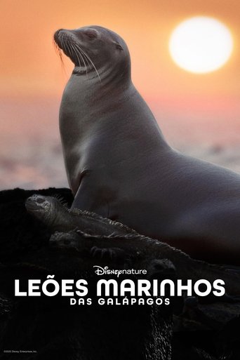 Leoes Marinhos de Galapagos - 2025 (L)