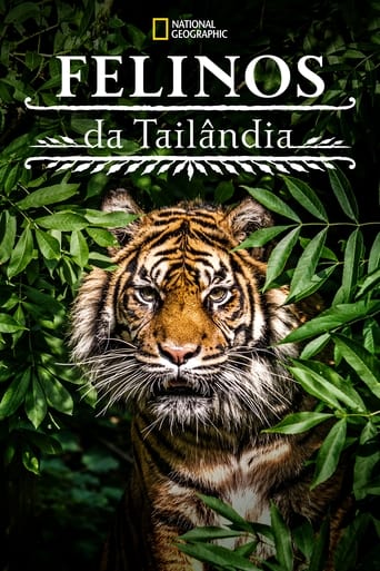 Felinos da Tailandia - 2021 (L)